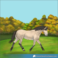 Horse Color:Buckskin 