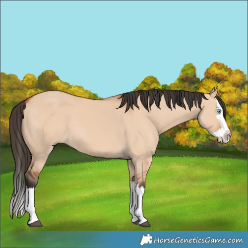 Horse Color:Bay Dun Splash