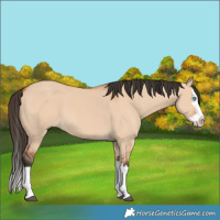 Horse Color:Bay Dun Splash