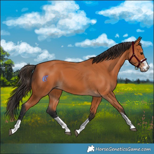 Horse Color:Bay 