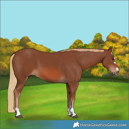 Horse Color:Chestnut 