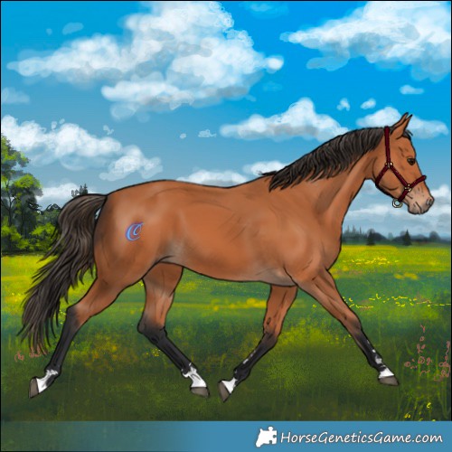 Horse Color:Bay 