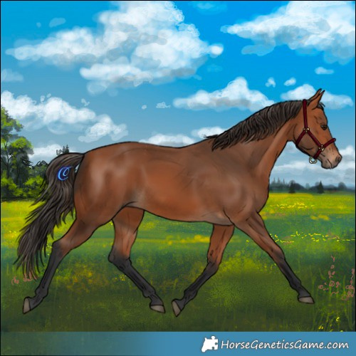 Horse Color:Bay 