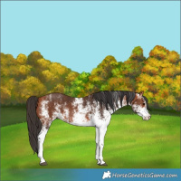 Horse Color:White Spotted Bay 