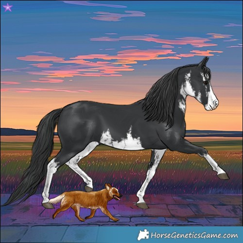 Horse Color:White Spotted Black 