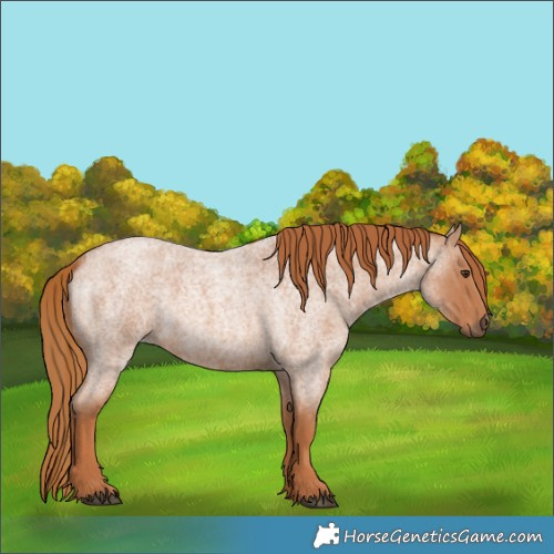 Horse Color:Red Roan 