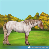 Horse Color:Red Roan