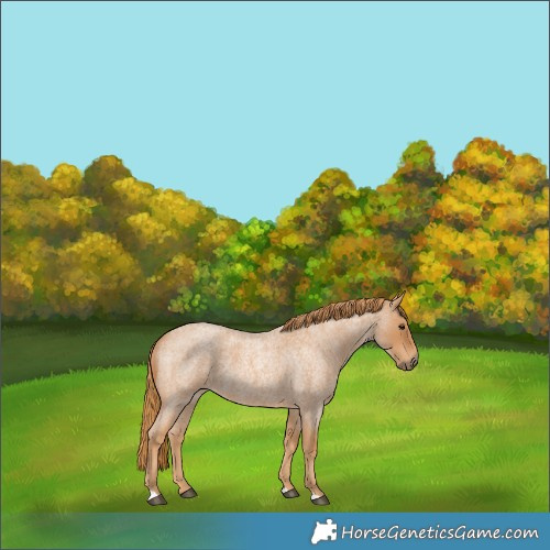 Horse Color:Red Roan 