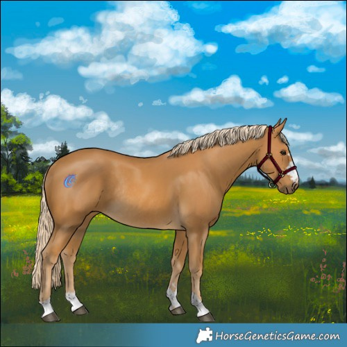 Horse Color:Palomino Rabicano 