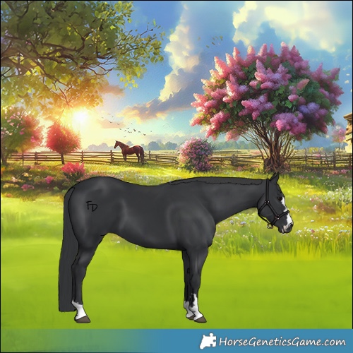 Horse Color:Black 