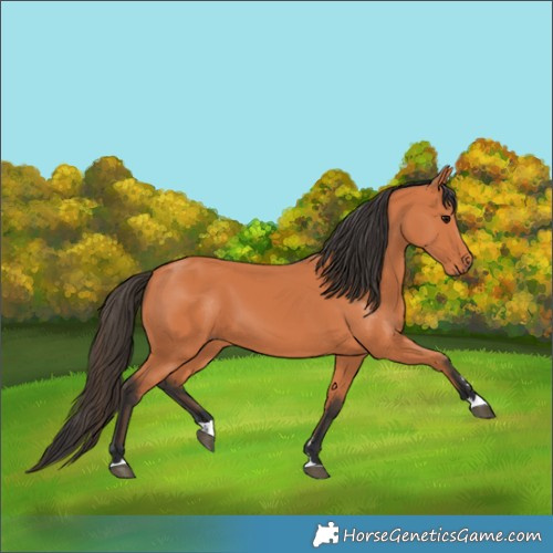 Horse Color:Bay 