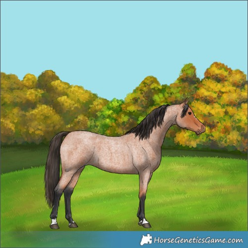 Horse Color:Bay Roan 