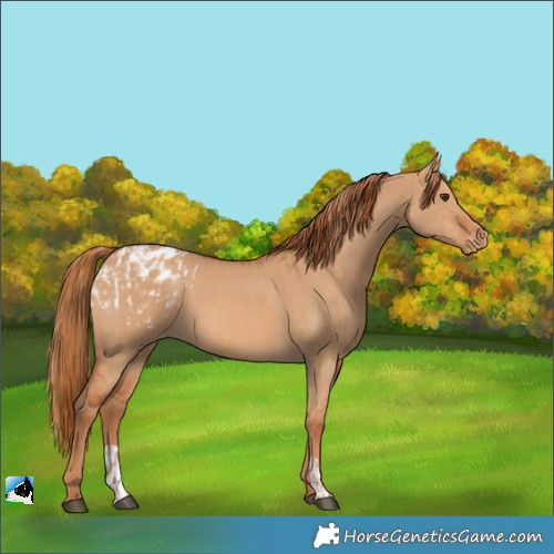 Horse Color:Red Dun Appaloosa  and Red Dun Appaloosa 