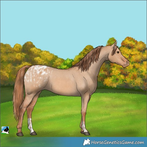 Horse Color:Red Dun Appaloosa and Red Dun Appaloosa