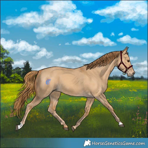 Horse Color:Red Dun 