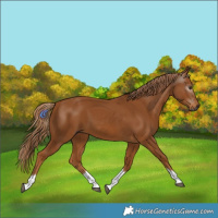 Horse Color:Gray Chestnut Tobiano