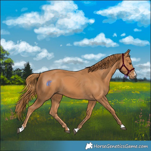 Horse Color:Chestnut 