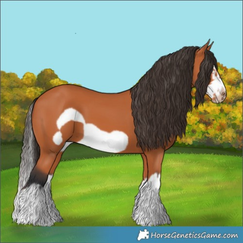 Horse Color:Bay Splash Frame 