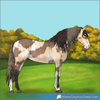 Horse Color:Brown Dun  and Buckskin Tobiano Blanket 