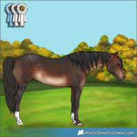 Horse Color:Brown 