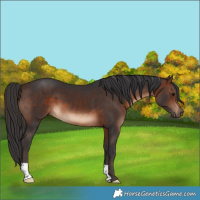 Horse Color:Brown 