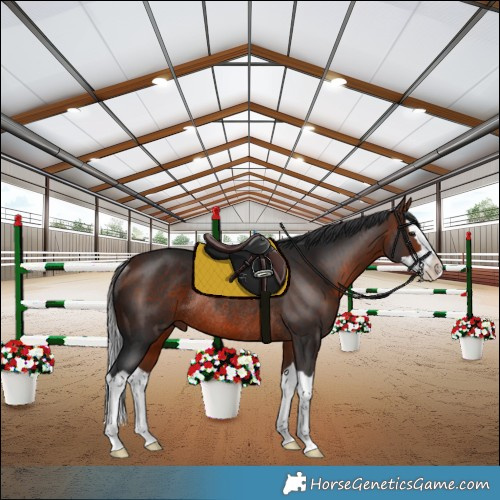 Horse Color:Bay Splash Rabicano
