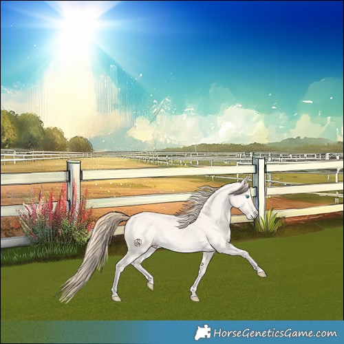 Horse Color:Perlino Dun 