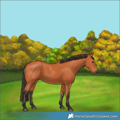 Horse Color:Bay 