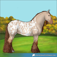 Horse Color:Red Dun Appaloosa  and Red Dun Appaloosa 