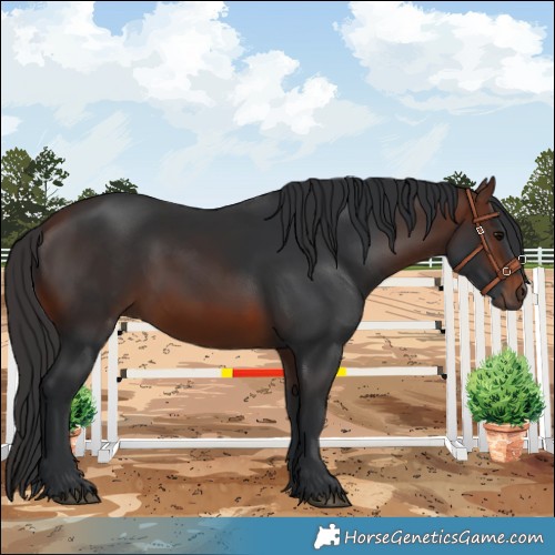Horse Color:Brown 