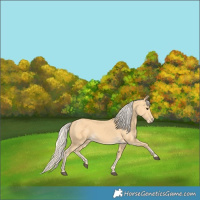 Horse Color:Palomino 