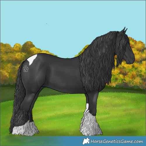 Horse Color:Black Tobiano 