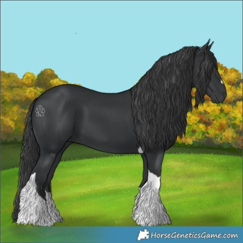 Horse Color:Black Tobiano