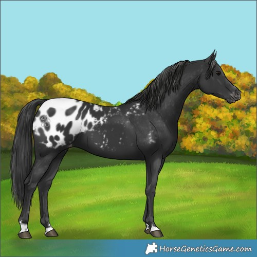 Horse Color:Black Appaloosa 