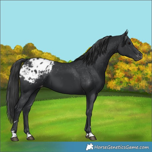 Horse Color:Black Appaloosa 