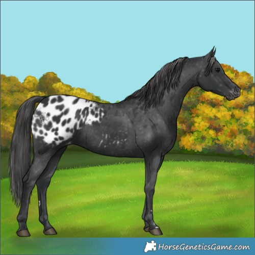 Horse Color:Black Appaloosa 