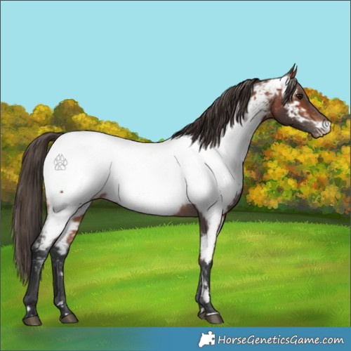 Horse Color:Bay Appaloosa 