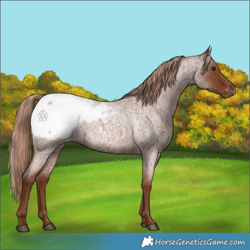 Horse Color:Red Roan Appaloosa 