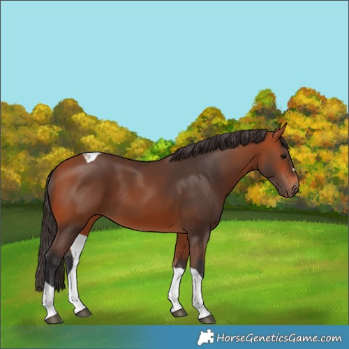Horse Color:Bay Tobiano 