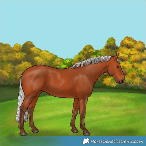Horse Color:Silver Bay 