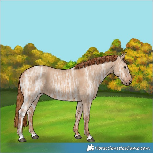 Horse Color:Red Dun Ice 