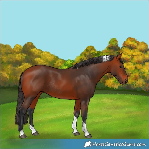Horse Color:Bay Tobiano Rabicano 