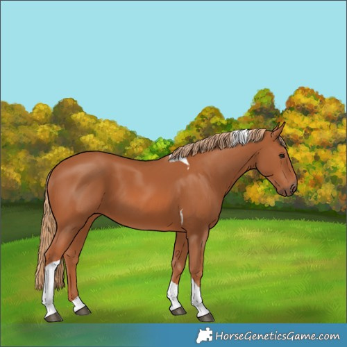 Horse Color:Chestnut Tobiano