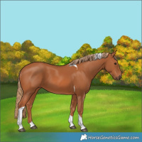 Horse Color:Chestnut Tobiano 
