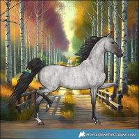 Horse Color:Smoky Grullo Roan 