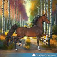 Horse Color:Bay Tobiano Rabicano 