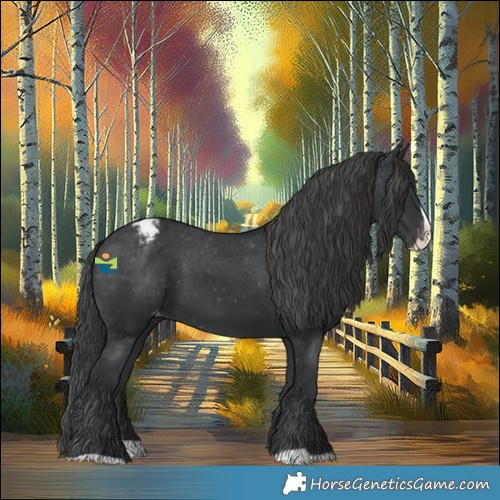 Horse Color:Black Splash Appaloosa 