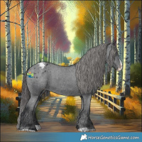 Horse Color:Black Splash Appaloosa