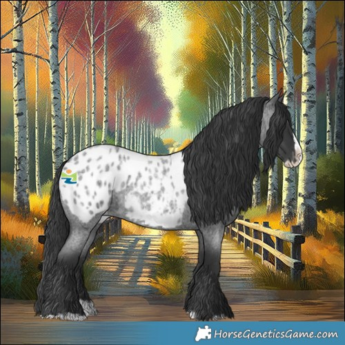 Horse Color:Blue Roan Splash Appaloosa 