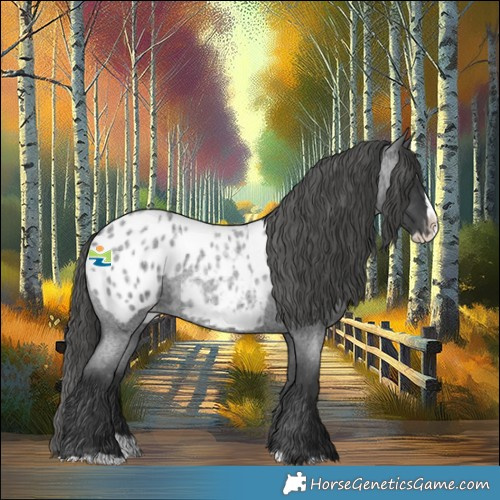 Horse Color:Blue Roan Splash Appaloosa 